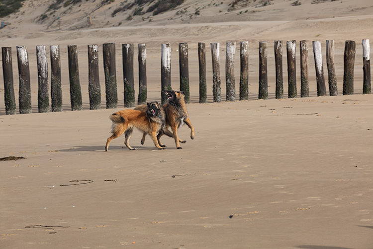 Wandeling Dishoek